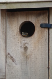 tree frog in a bird house