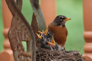 Robins of Spring