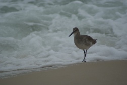 a willet strolling along the beach in front of waves crashing on shore