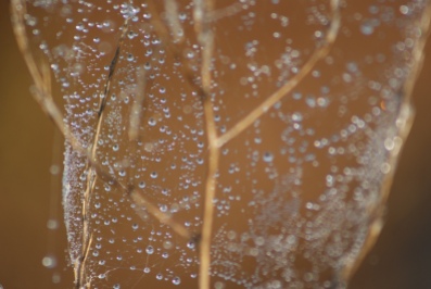dew on spiderweb